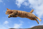 あの「飛び猫」が広島・宮城・秋田にやってくる！猫カメラマン五十嵐健太さんの猫写真展が3都市初開催