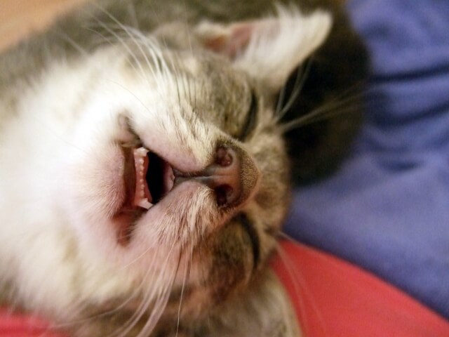 爆睡しながら夢を見ている猫のイメージ写真