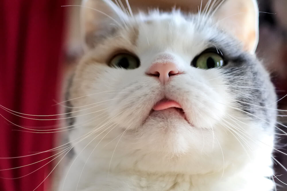 舌をしまい忘れた猫のドアップ画像 by sanchelove