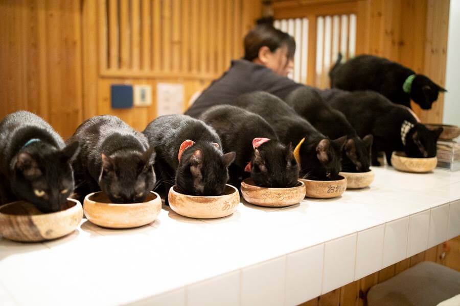 一斉にご飯を食べる黒猫たち by 五十嵐健太