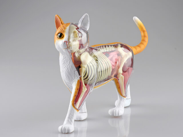 4D MASTER 猫の解剖模型 約25cm 4D MASTER 猫の解剖模型 約25cm 4D MASTER 猫の解剖模型 約25cm
