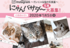 大丸が猫の写真を募集中ニャ！2020年2月から「だいにゃる猫の写真展」開催が決定