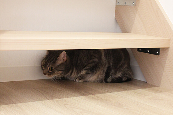 階段下にある猫の隠れ場所 by 猫と暮らせる2階建ての賃貸住宅「猫の家」