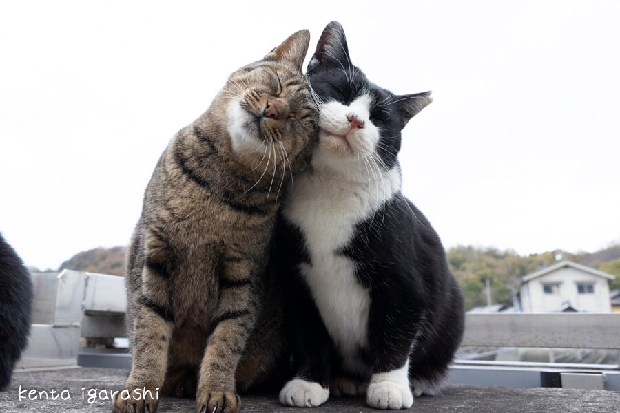 頭をこすり付け合う仲良しな2匹の猫の写真 by 五十嵐健太