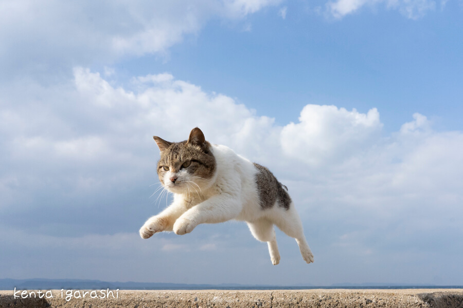 らぶ駅長もやってくるニャ！猫カメラマン五十嵐健太さんの猫写真展が 