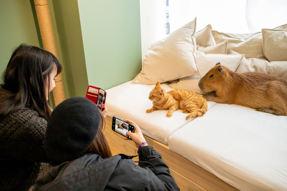 カピバラと猫のツーショット写真 by カピねこカフェ