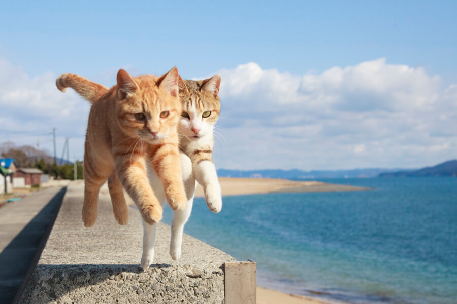 2匹同時にジャンプする茶トラ猫とキジ白猫の写真 by 五十嵐健太