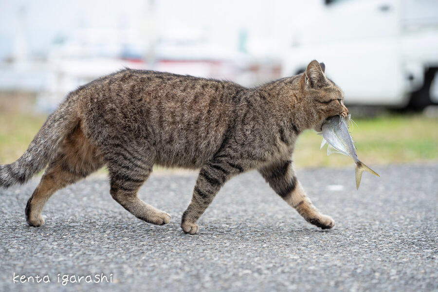 魚を口にくわえるキジトラ猫の写真 by 五十嵐健太