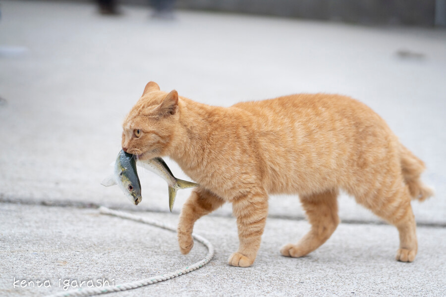 魚を口にくわえる茶トラ猫の写真 by 五十嵐健太