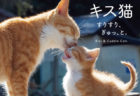 猫のラブラブな姿に癒やされるニャ〜♪ 島猫の愛情表現ばかりを収録した写真集「キス猫」