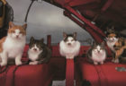 岩合さんが選んだ100枚の猫写真はこれだッ！写真コンテストの傑作集「ネコにカメラ」