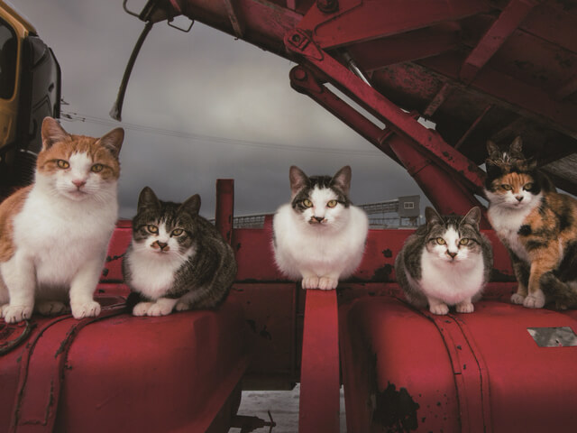 岩合さんが選んだ100枚の猫写真はこれだッ 写真コンテストの傑作集 ネコにカメラ Cat Press キャットプレス