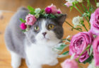 頭に花冠をのせた猫はこれほどまでに美しい…日比谷花壇の「猫の日」企画が可愛すぎる