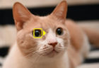 かわいい猫の瞳も逃さニャい！NikonのZシリーズが動物AF（オートフォーカス）機能を搭載
