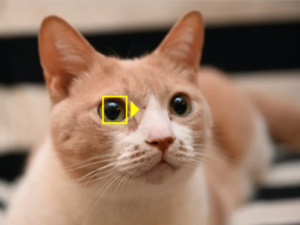 かわいい猫の瞳も逃さニャい！NikonのZシリーズが動物AF（オートフォーカス）機能を搭載