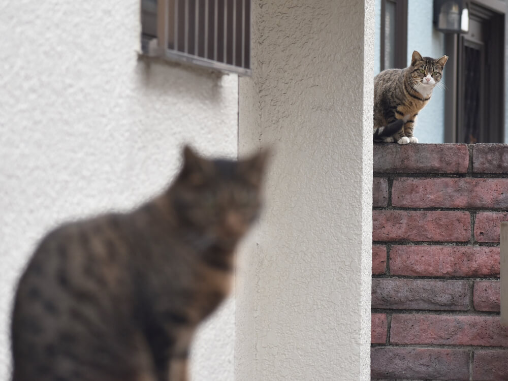 距離を取って警戒し合う2匹の猫のイメージ写真