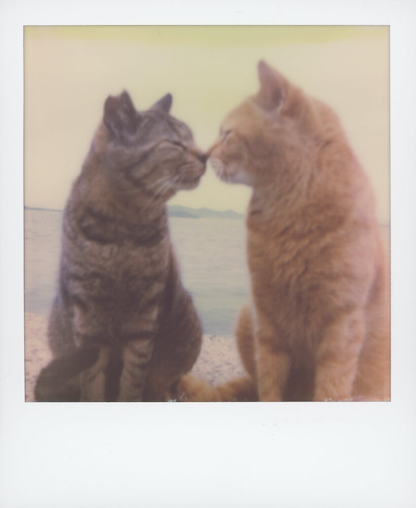 ポラロイドカメラで撮影した「キスをする猫」の写真 by 猫守よしお