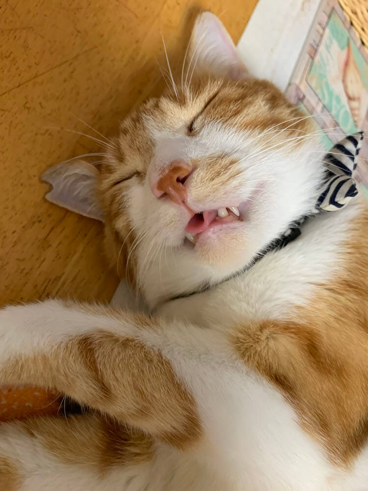 口を開けたまま寝てしまった猫の写真（だいまる副賞受賞作品）