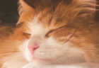 ネコの寝顔写真を持っていますかニャ？1投稿で10円の寄付になる「とろねこチャレンジ」実施中