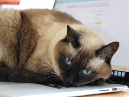 飼い主さんのパソコン使用は禁止ですニャ〜在宅テレワークで猫に仕事を邪魔される事案が続出