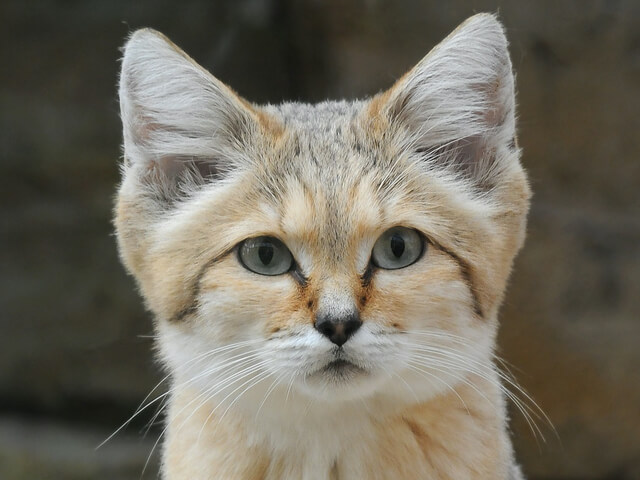 尖った三角耳が可愛すぎるニャ 砂漠の天使 スナネコ が2つの動物園で国内初登場 Cat Press キャットプレス