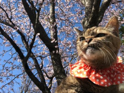 春の猫はひときわ美しい…会場が猫一色に染まるイベント「ねこ休み展」名古屋でスタート