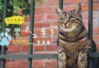 岩合さんのネコ写真展もあるよ！猫の魅力を発信する「せいせき ねこフェス」3/26より開始