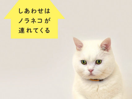 韓国でいちばん有名な猫、ヒックのフォトエッセイ『しあわせはノラネコが連れてくる 』