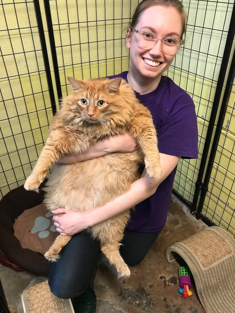 施設のスタッフに抱えられる16キロの巨大猫「キング」