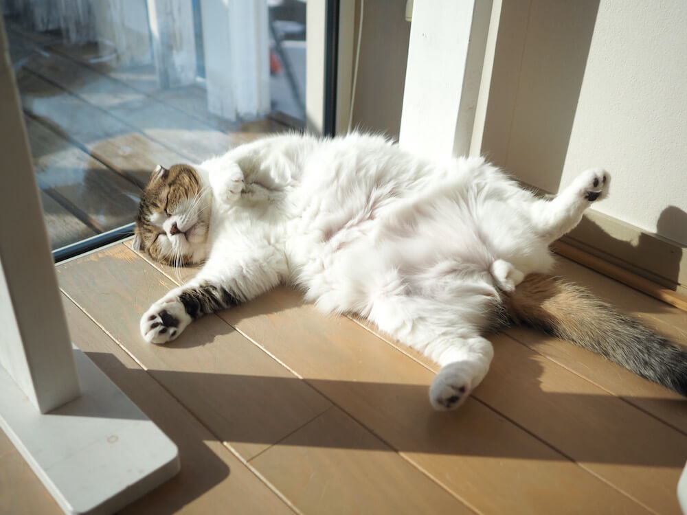 日向ぼっこをしながらヘソ天で寝る猫 by jun.k