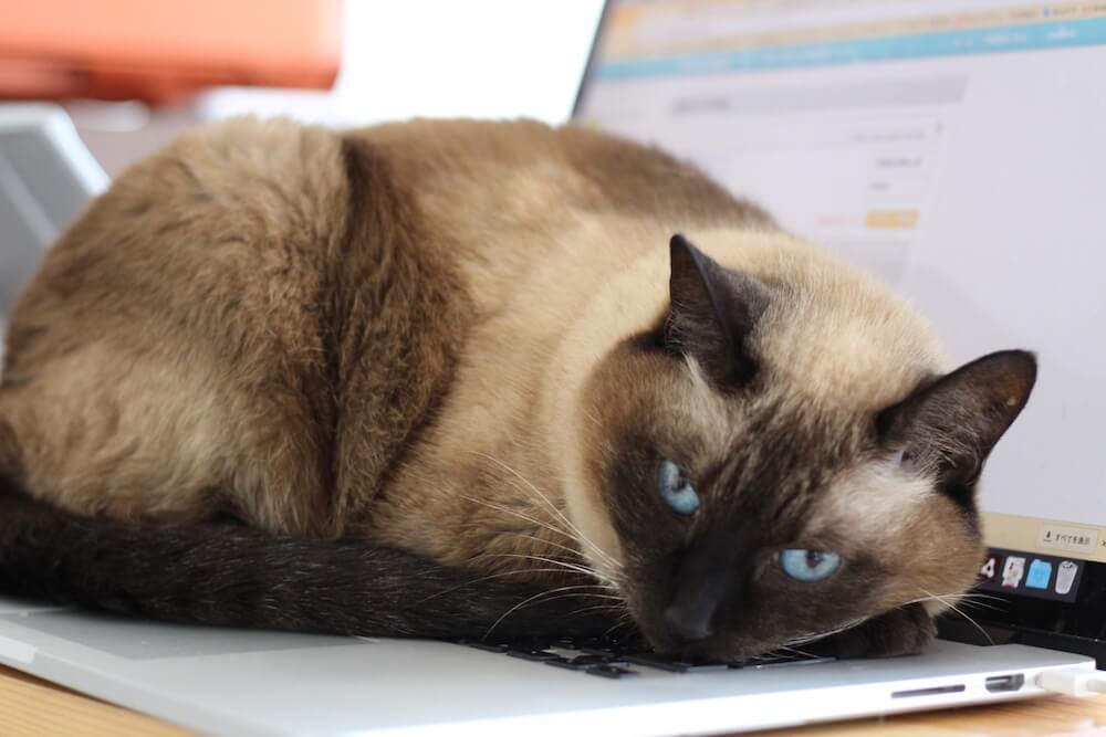 ノートパソコンのキーボードの上に座って仕事を邪魔する猫の写真