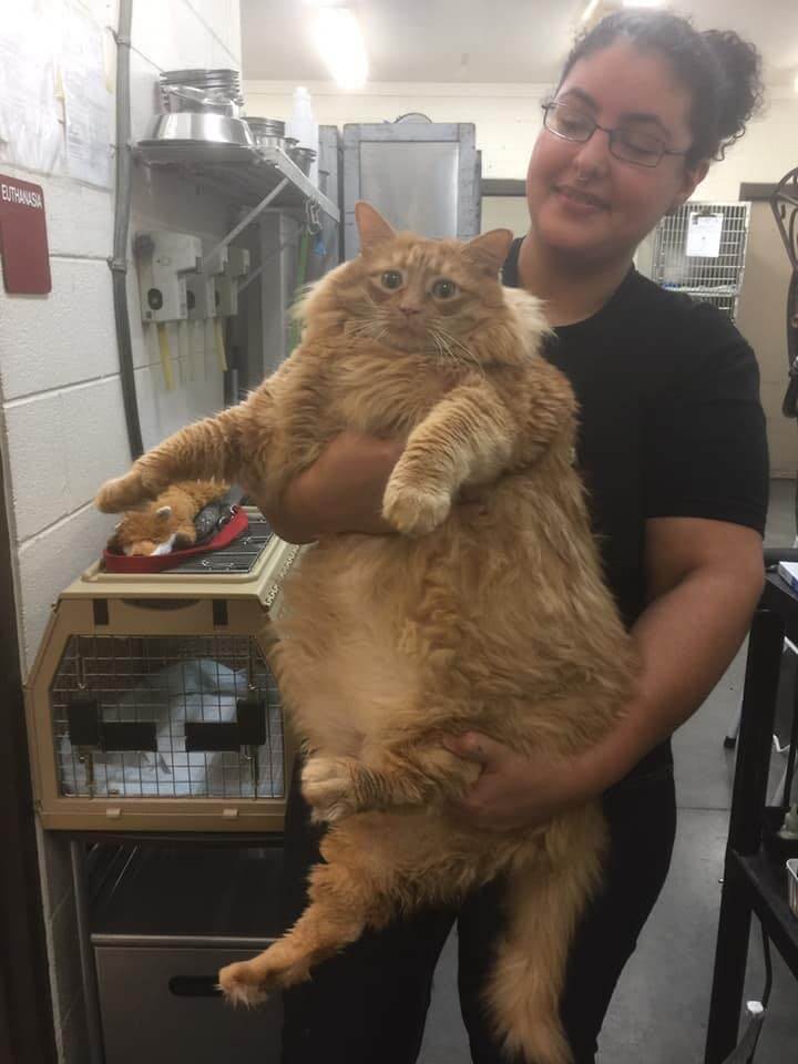 動物保護シェルターのスタッフに抱えられる体重16キロの巨大猫「キング」 @ノースカロライナ州
