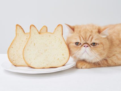 ネコ型食パンで小倉トーストを楽しめる♪「ねこねこ食パン」で3/20から人気セットが復活