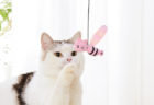 ゆるさ加減に猫も興味津々♪徳島の脱力系キャラ「ししゃもねこ」をモチーフにした猫用品が登場