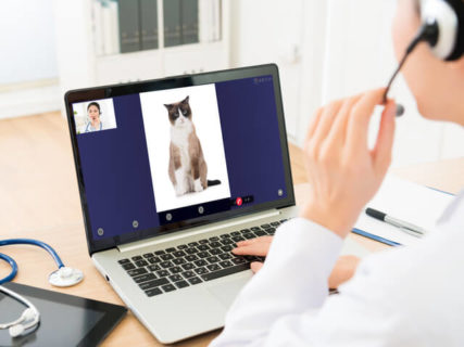 猫も自宅で診療する時代に…！？飼い主と動物病院をオンラインで繋ぐシステム「みるペット」