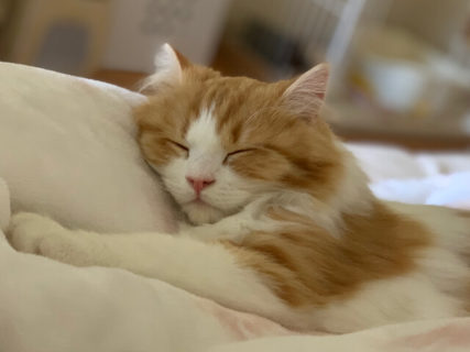 外出できないなら…お家で猫の寝顔に癒やされるニャ！「ねこにすと」が600枚の厳選写真を公開中