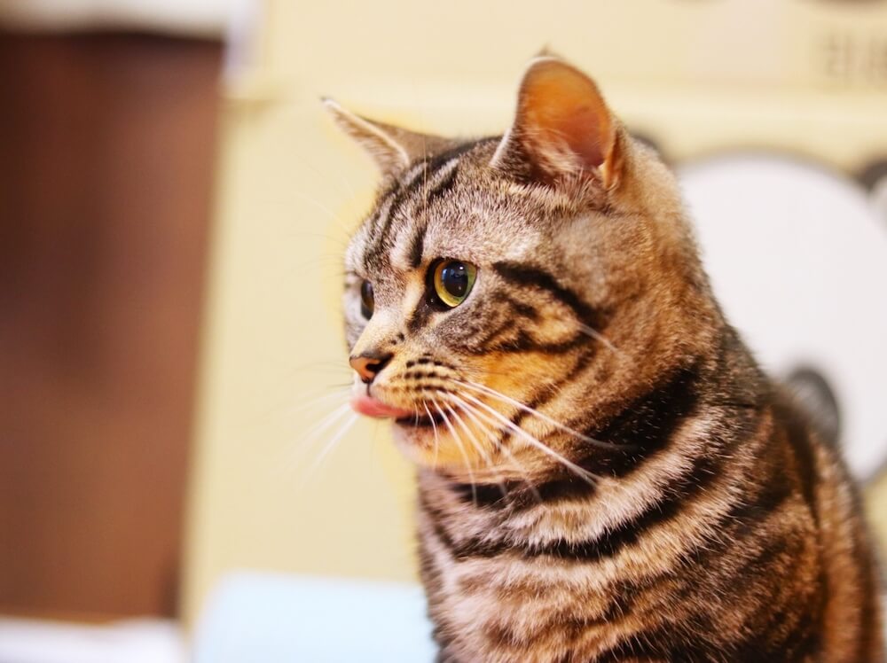 舌をペロッと出す保護猫のイメージ写真
