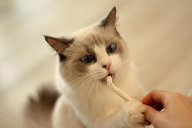 猫がおやつを食べるイメージ写真