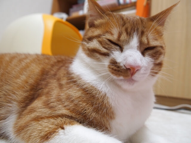 眠そうな茶白猫のイメージ写真