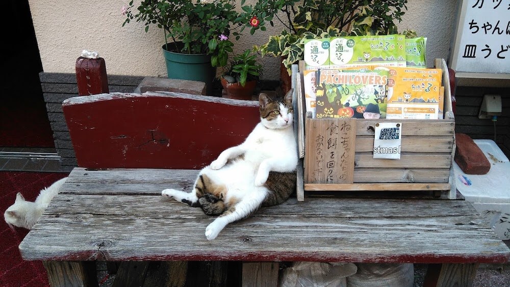 スコ座りをする長崎の野良猫 by 書籍「心にいつも猫をかかえて」