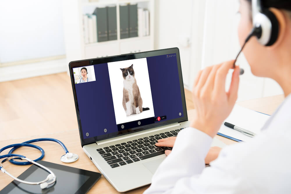 遠隔操作で猫をオンライン診察する獣医師のイメージ by みるペット