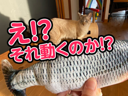 【レビュー動画】魚の形をした動くけりぐるみに驚くほど猫が食いつきました