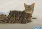 愛猫におむつを履かせられる？日本初の猫用おむつ「マナーウェアねこ用」のハウツー動画が公開