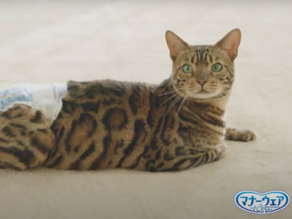 愛猫におむつを履かせられる？日本初の猫用おむつ「マナーウェアねこ用」のハウツー動画が公開