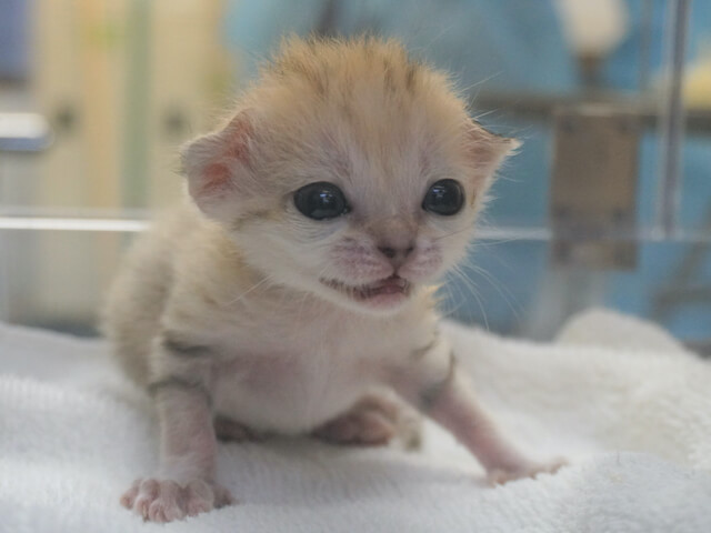 国内初 砂漠の天使 スナネコ の赤ちゃんが誕生 貴重な写真や動画を公開するニャ Cat Press キャットプレス