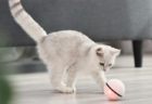 お値段ニャンと2,480円！猫と遊んでくれる「スマートペットボール」ドンキ系列のお店で発売 | Cat Press