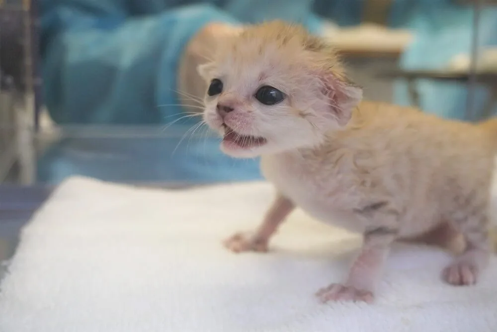国内初 砂漠の天使 スナネコ の赤ちゃんが誕生 貴重な写真や動画を公開するニャ Cat Press キャットプレス