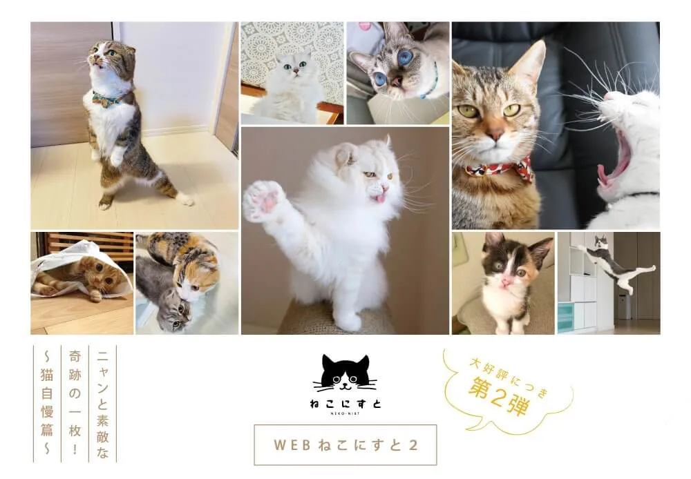 ネコの決定的瞬間を捉えた写真が大集合 写真展 ねこにすと のweb版が第2弾をスタート Cat Press キャットプレス