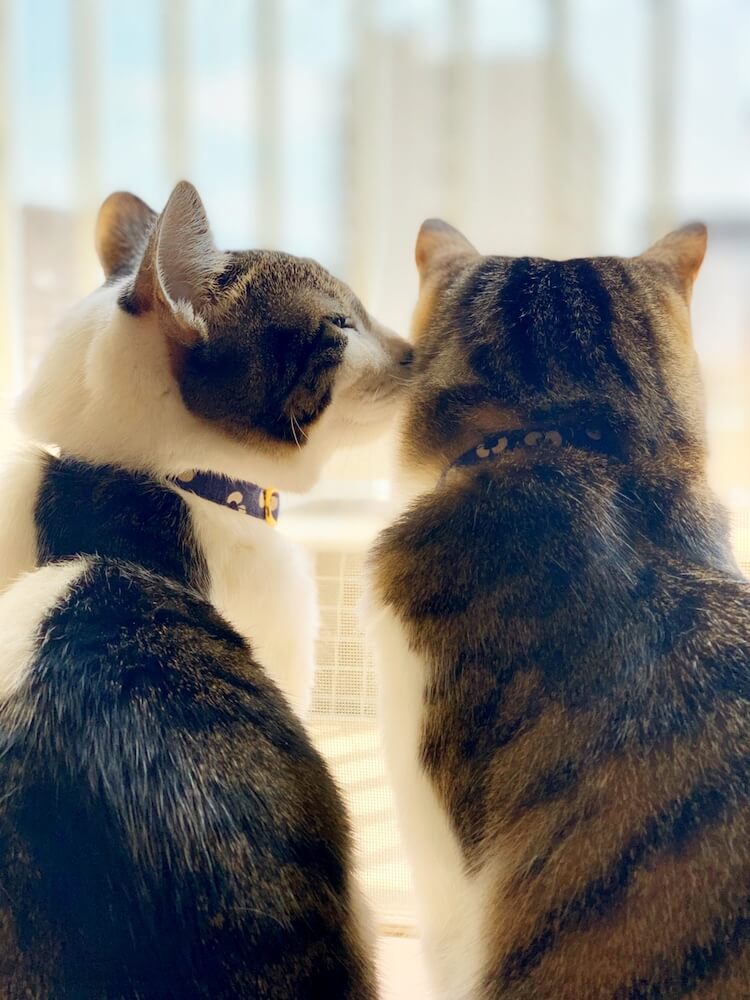 前方を見つめる猫にキスをする猫の横顔