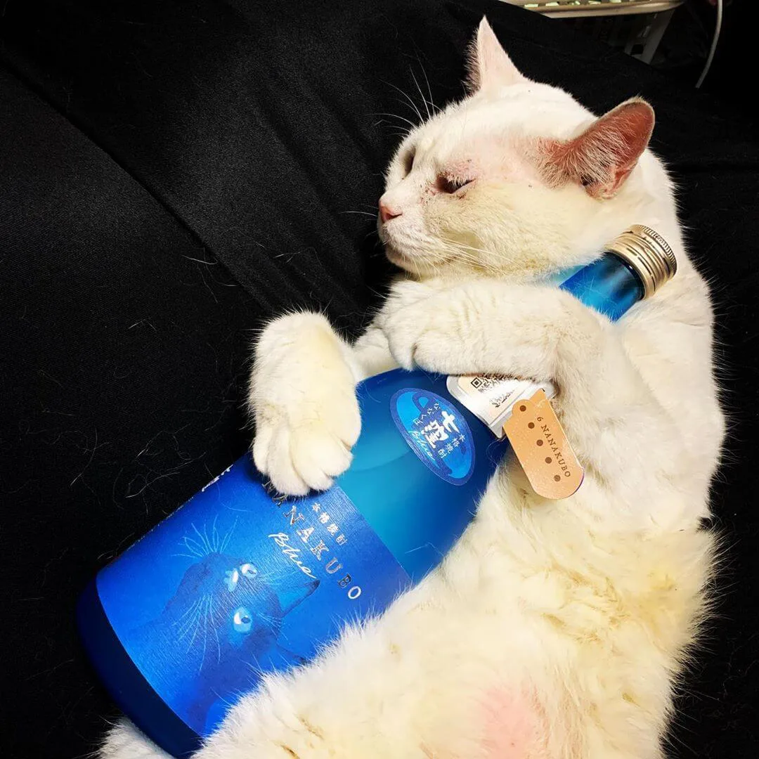 酒瓶が似合う猫は誰ですかニャ 猫ラベルの芋焼酎がフォトコンテストの入賞作品を発表 Cat Press キャットプレス